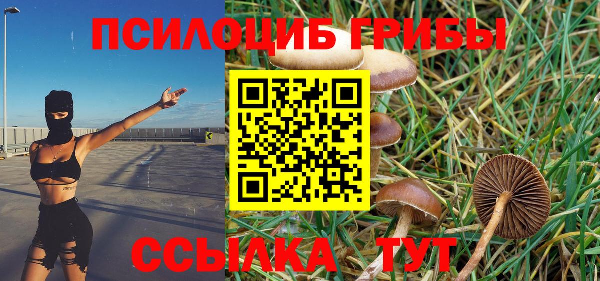 Псилоцибиновые грибы Psilocybe  Вход с VPN  Моршанск 